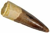 Fossil Spinosaurus Tooth - Real Dinosaur Tooth #360100-1